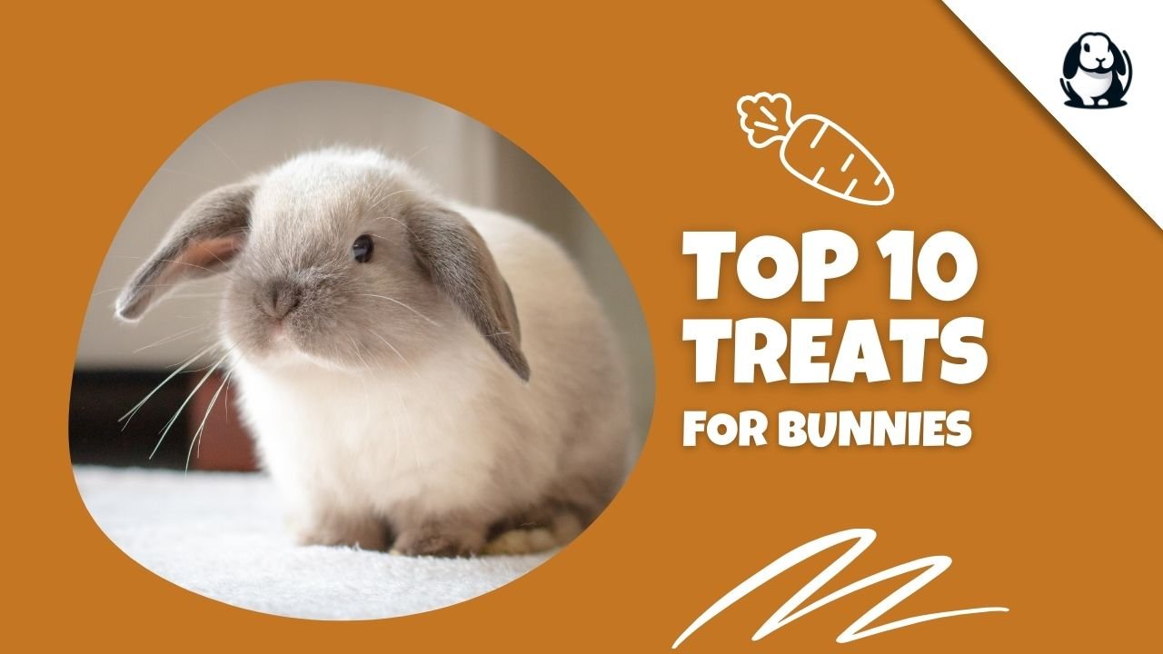 Bunnies favorite treats sale