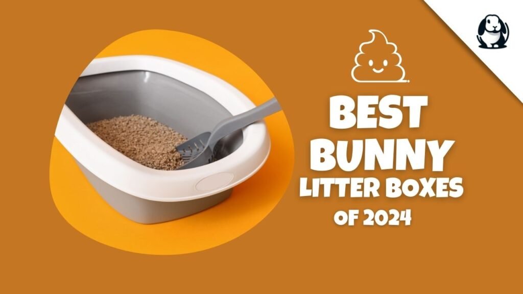 Best Bunny Litter Boxes