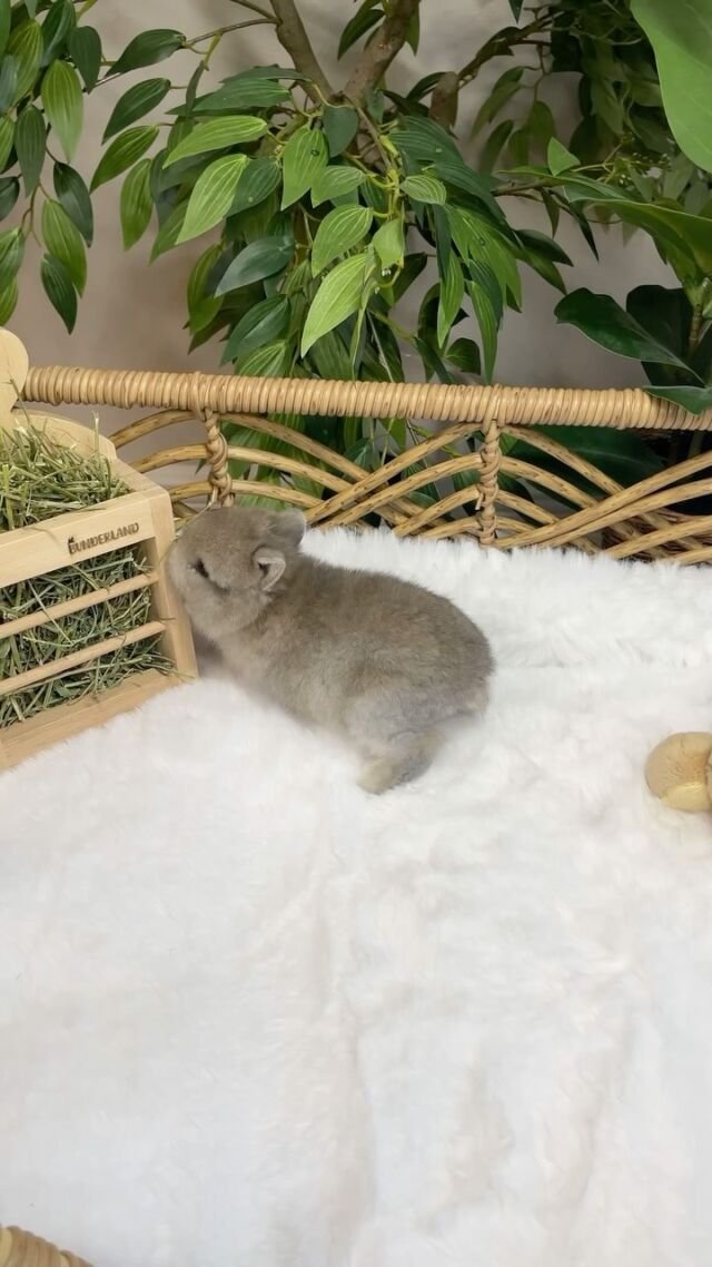 This little bunny is the definition of cute!😍♥️

.
.

🏷️: #Happy4th #FourthOfJuly #4thOfJuly #IndependenceDay #BunnyLove #PatrioticPets #Fireworks #CuteBunny #BunnyLife #StarsAndStripes #FluffyFriend #BunnyJoy #Celebration #RedWhiteAndBlue #Patriotic #USA #BunnyBliss #BunnyMagic #CutenessOverload #PetLove #BunnyGram #BunnyOfInstagram #FireworksFun #Hoppy4th #Freedom #CutePets #FestiveBunny #AmericanBunny #BunnyCelebration #BunnyCuties