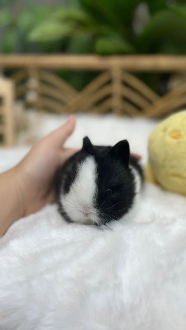 Meet the tiniest bundle of fluff, ready to steal your heart 🖤🤍 Who else is obsessed with this little cutie? 😍 

.
.
.
.

🏷️: #BunnyLove #NetherlandDwarf #FluffyBunny #CutenessOverload #BunnyObsessed #PetBunny #AdorableBunnies #BunnyLife #TinyFluff #BunnyInspo #RabbitsofInstagram #BunnyVibes #BunnyCuties #BunnySnuggles #BunnyFun #DwarfBunny #BunnyBabies #FluffyFur #CutePets #PetLovers #FurryFriends #BunnyHugs #BunnyAdventures #BunnyCharm #LoveBunnies #BunnyMoments #SweetBunnies #TinyBunnies #HopIntoCuteness