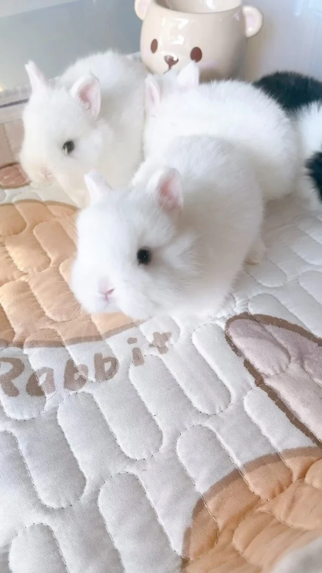 Good morning from the fluffiest alarm clocks in town! 🐰⏰

.
.

FluffyBunnyOrlando.com
📍 Orlando,FL

.
.

🏷️: #GoodMorningFluff #BunnyVibes #FluffyFriends #BunnyLove #CuteBunnies #MorningCuteness #BunnyGram #FluffyBunny #BunnyBabies #BunnyLife #AdorableBunnies #BunnyJoy #MorningVibes #PetBunny #CutestPets #BunnySnuggles #BunnyHappiness #BunnyMagic #FurryFriends #MorningMood