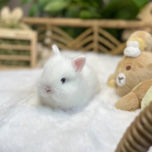 Ever get lost in a pair of ocean-blue eyes? 🌊💙

.
.

FluffyBunnyOrlando.com
📍 Orlando, FL

.
.

🏷️: #Netherlanddwarf #Bunny #StolenByThoseEyes #FluffyHypnotists #BunnyHeartThieves #DreamyBunnyGaze #BlueEyesAndFluff #FluffAndGaze #OceanBunnyMagic #EyesLikeTheSea #BunnyStareChallenge #HeartCapturedByFluff #MesmerizingBunnies #HypnoticHoppers #BlueEyedCharmers #OceanGazeMagic #FluffyDaydreams