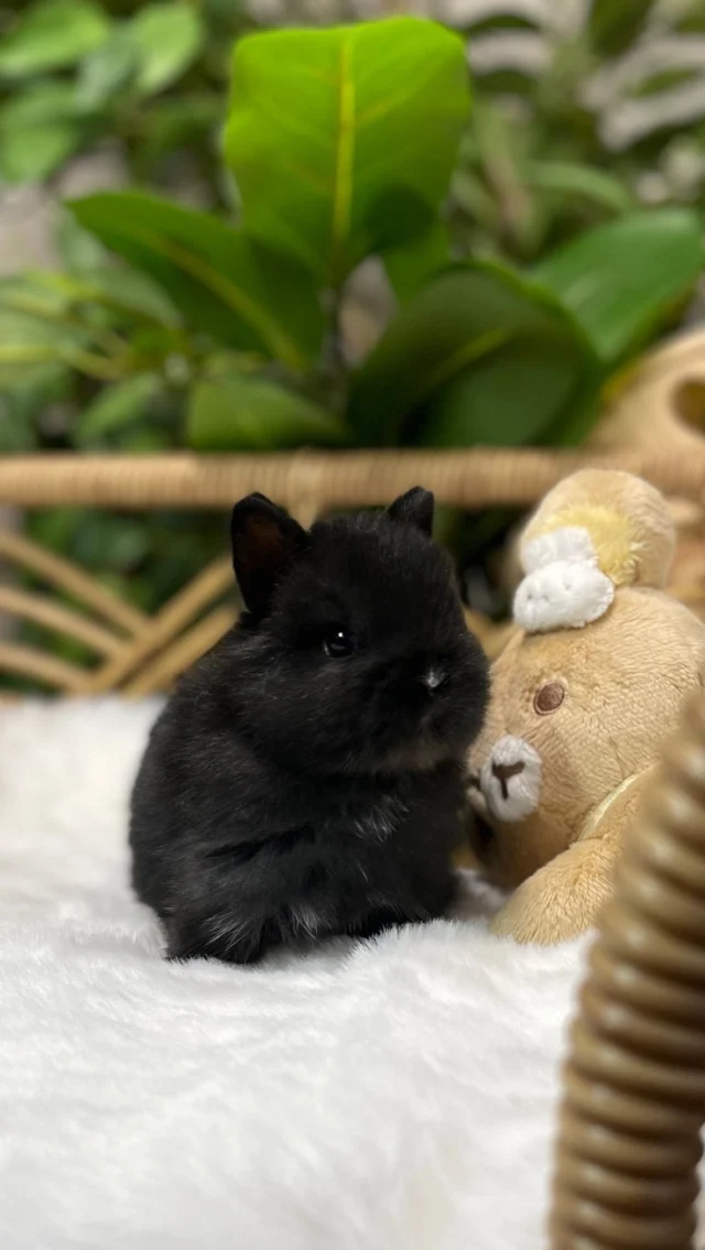 Binky alert! 🖤🐰 I’m hopping my way to a furever home where I can be your snuggle buddy. 🏡💕

.
.

FluffyBunnyOrlando.com
📍 Orlando, FL

.
.

🏷️: #BunnyLove #NetherlandDwarf #FluffyFriend #BunnyGoals #BunnyBliss #TinyButMighty #ForeverHome #BunnySnuggles #CutenessOverload #FluffGoals #PetBunny #BunnyVibes #BunnyLife #BunnyMagic #BunnyAdventures #BunnyHop #CarrotLover #BunnySquad