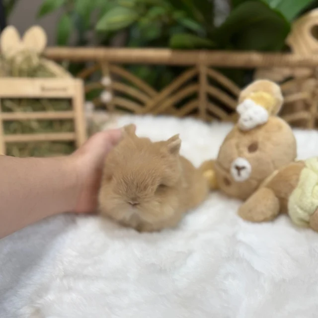 Cute fluffy baby 🐾 #netherlanddwarf #bunny